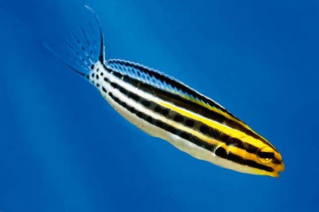 A fanged blenny (Bryan Fry/University of Queensland)