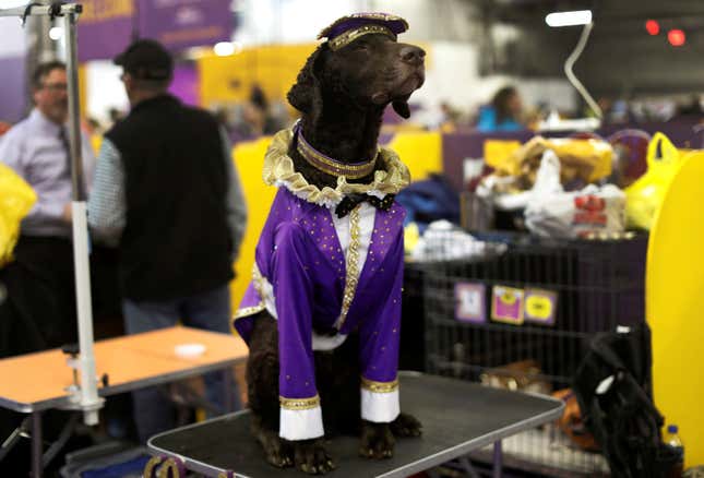 Image for article titled King’s realm: Behind the scenes at the Westminster Dog Show