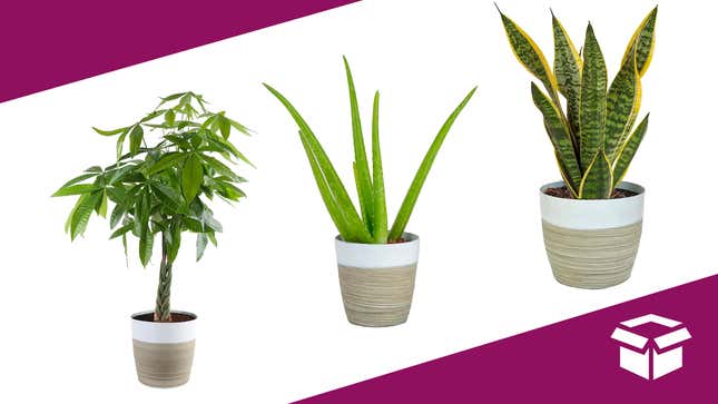 This sale includes their bestselling snake plant: one of the easiest beginner plants.