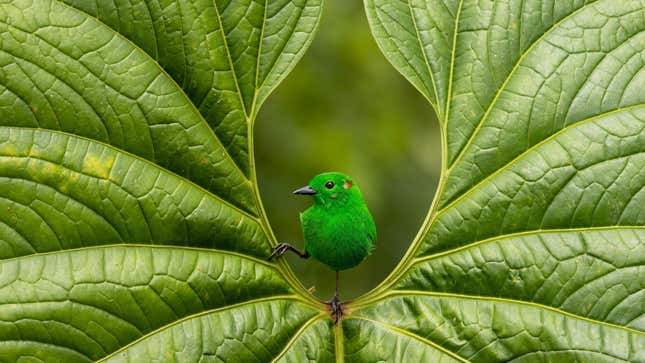 A glistening-green tanager in Ecuador, in a gold-award-winning image in the Best Portrait category.