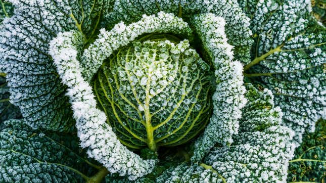 Image for article titled Plant These Veggies to Create a Winter Garden