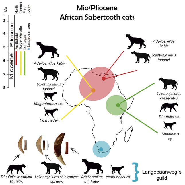 Eine Karte, die die Verbreitung von Säbelzahnkatzen in Afrika im Miozän und Pliozän zeigt.