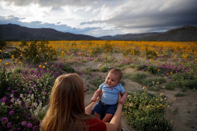 Image for article titled California’s colorful super blooms, in pictures