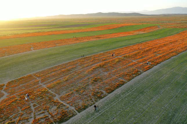 People walk among flowers at the Antelope Valley California Poppy Reserve on April 14, 2023 near Lancaster, CA.