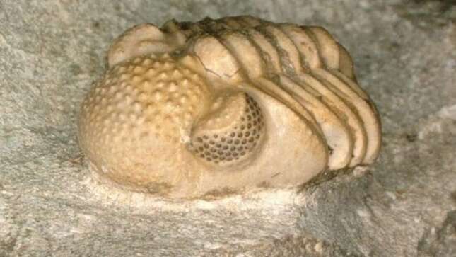 Esta criatura de hace 390 millones de años tenía una estructura ocular única