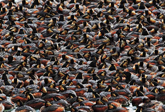 Image for article titled Photos: The beautiful birds that may soon be lost to climate change