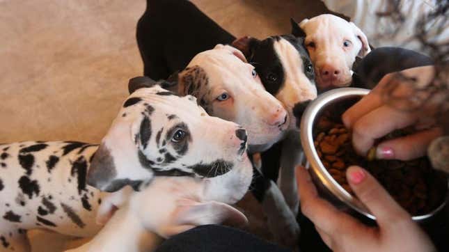 Puppies crowd around a bowl of kibble