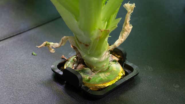 A close-up of the base of a plant growing in a Rise Garden, showing it starting to rot where it emerged from the seed pod.