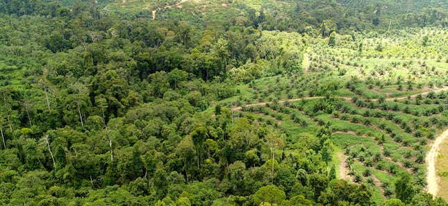 Palm oil plantation next to forest in Malaysia.