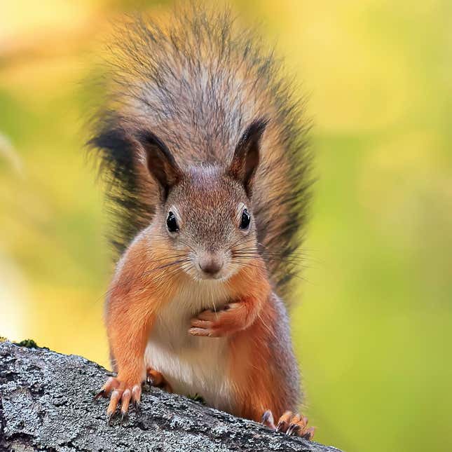 The red squirrel is not a scatter hoarder.
