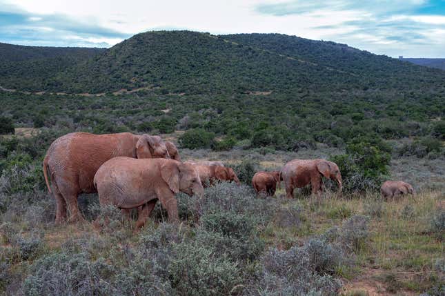 Image for article titled After A Horrible Week, Let’s Just Look At Elephants
