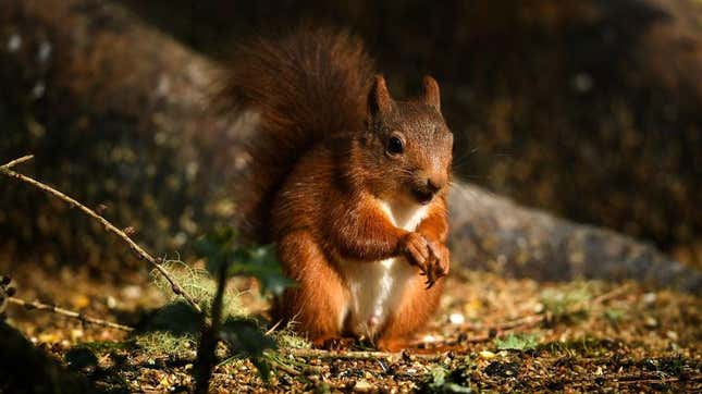 red squirrel in front of tree