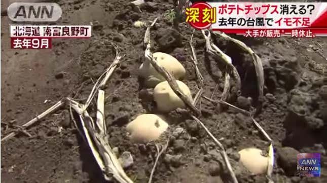 Damaged potato crops in Hokkaido.