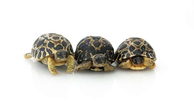 The three radiated tortoise hatchlings Dill, Gherkin, and Jalapeño.