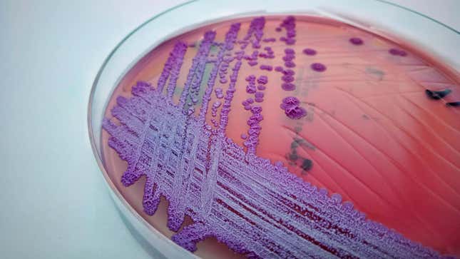 Imagen para el artículo titulado Bacterias tropicales mortales encontradas en suelo continental de EE. UU. por primera vez