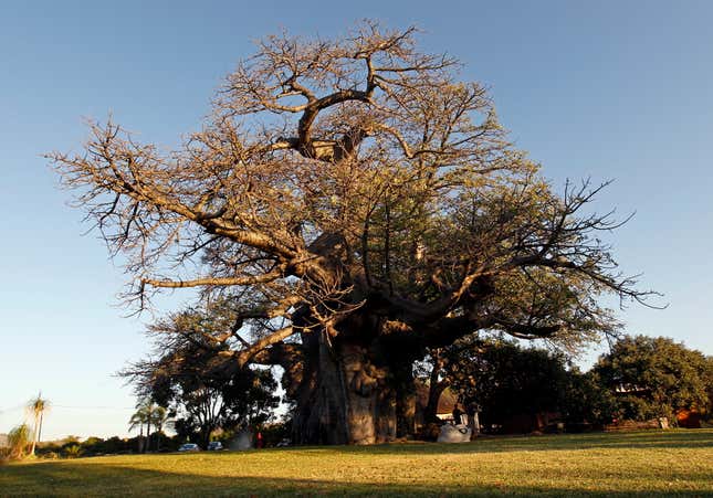 A baobab tree reputed to be 6,000 years old is seen at Sunland Nurseries near Modjadjiskloof, Limpopo, South Africa.