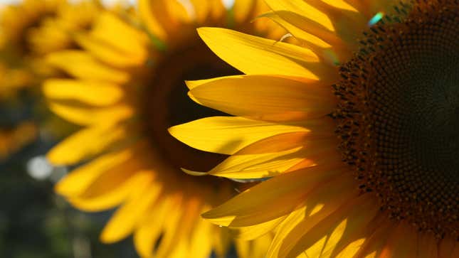 Image for article titled How to Grow Your Own Sunflowers (and Harvest Their Seeds)