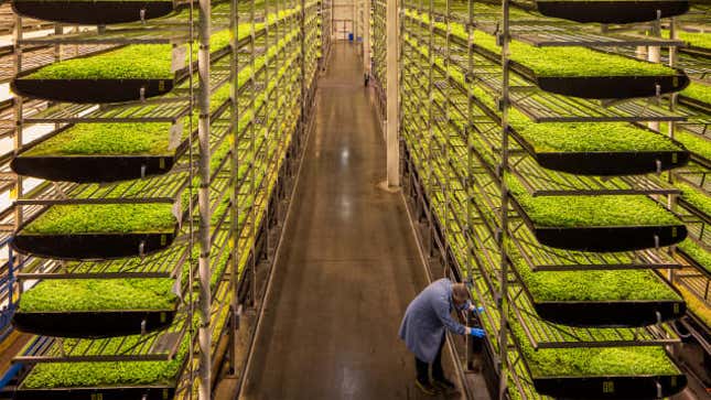Harvest time at AeroFarms.