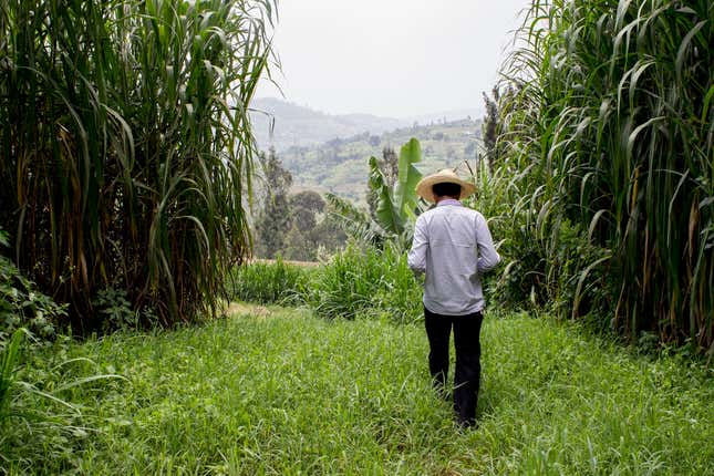 Hu Yingping, head of the Rwanda Agricultural Technology Demonstration Center, walks on the grounds.