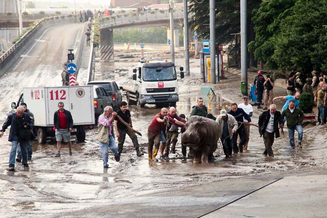 Hippo herding.