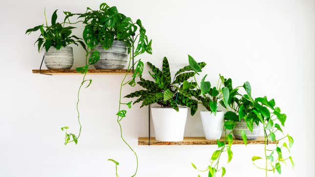 Image for article titled How to Pick Environmentally Friendly Houseplants, Because Yours Aren&#39;t