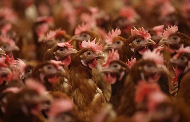 Ya hay una muerte humana por gripe aviar H3N8
