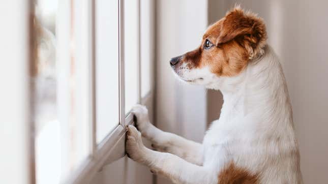 Dog standing on hind legs, looking out a window
