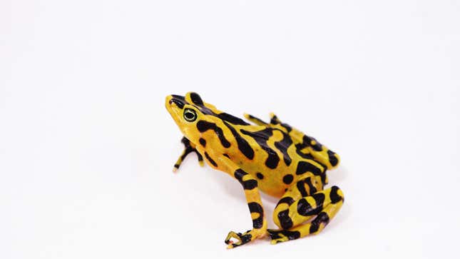 A Panamanian golden frog.