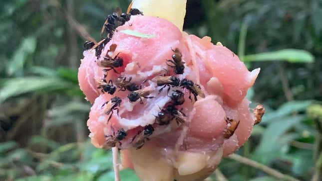 Vulture bees feed on raw chicken in Costa Rica.