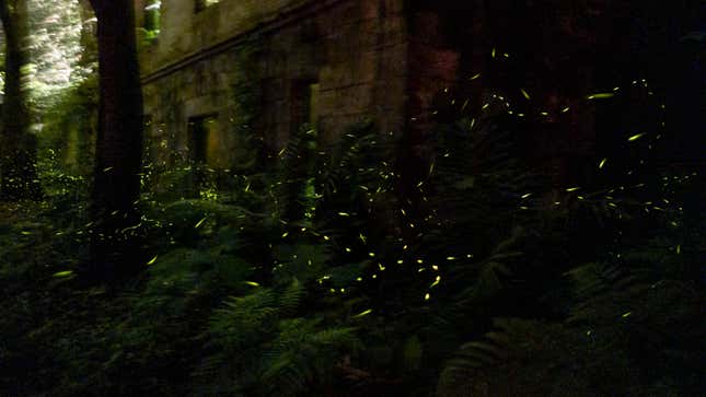 A flurry of fireflies (a bioluminescent beetle) in Taiwan.