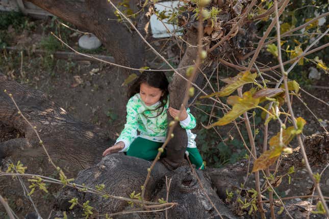 Holland climbs a tree in her family’s backyard.