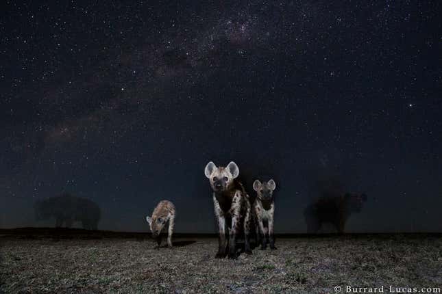 Ghostly hyenas.