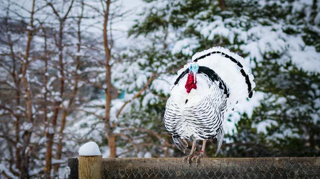 Image for article titled What to Do If Your Turkey Is Still Frozen
