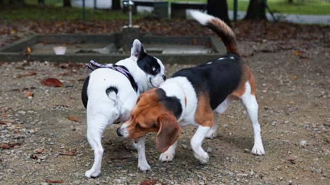 Image for article titled 6 of the Weirdest Dog Behaviors (and Why They Do It)