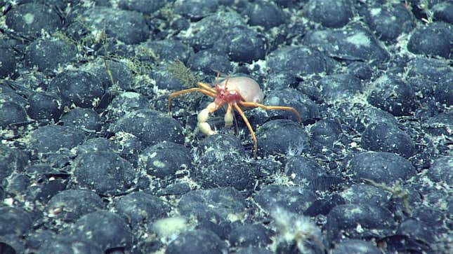 Image for article titled Deep-Sea Mining For EV Metals Is More Harmful Than Previously Thought
