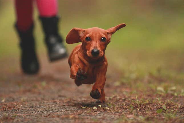 Image for article titled The Most Popular Dog Breeds on Instagram Are Also the Sickest