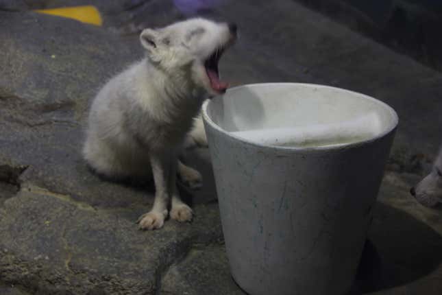 An arctic fox yawning.