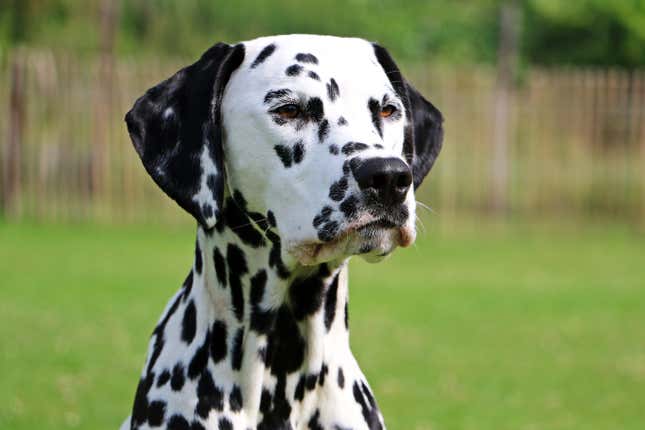 Image for article titled The Most Unethical Dog Breeds You Can Purchase And Why