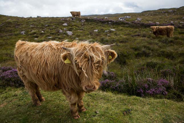 Shaggy Highland cattle are likely to be your most frequent interlocutors.