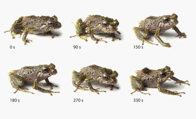 The mutable rain frog—blink and it may have changed form.
