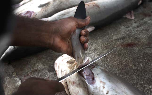 In this Tuesday, June 12, 2012 photo, a worker cuts a shark fin at a fish market in Dubai , United Arab Emirates. The global trade in shark fins totals hundreds of millions of dollars a year, and tens of millions of sharks around the world may be caught every year for their fins. Some experts estimate that stocks of some shark species in inshore reef systems around the world have fallen by up to 90 percent. (AP Photo/Kamran Jebreili