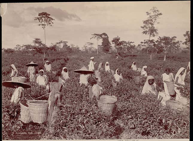 india-assam-woman-photo