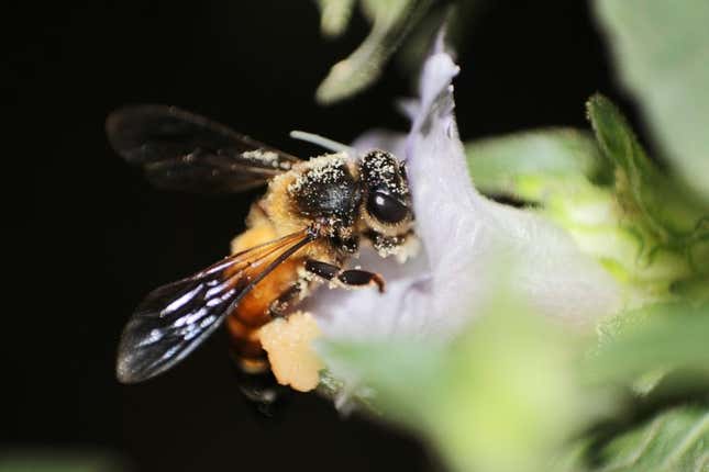 Bees are important pollinators that ensure food security and sustaining biodiversity.