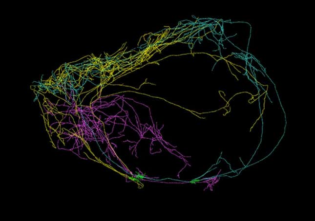 The three giant neurons that encircle a mouse brain.