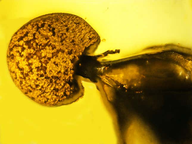 Imagen para el artículo titulado Descubren en una pieza de ámbar un nuevo tipo de hongo parasitario cordyceps que invadía las hormigas por el recto