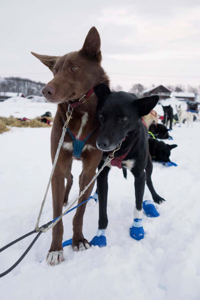 Dogs at the Neiden check point after a long run.