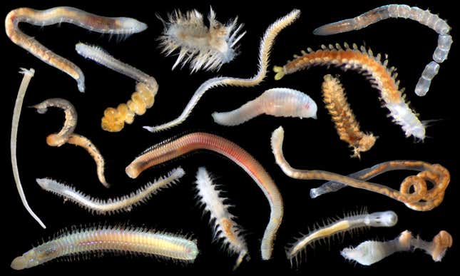 Photo of deep sea worms