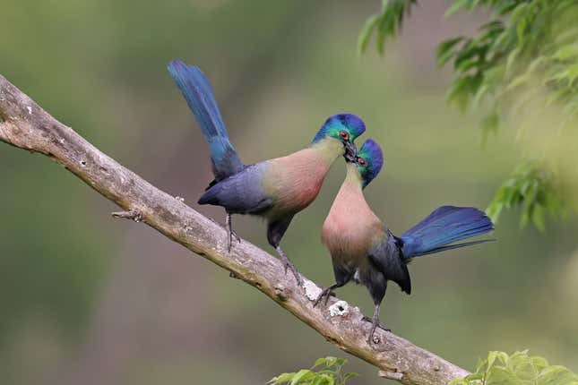 A couple of turacos touch faces on a branch.