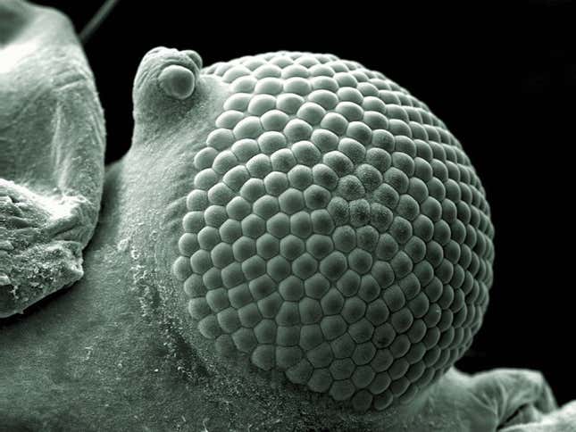 greenfly eye
