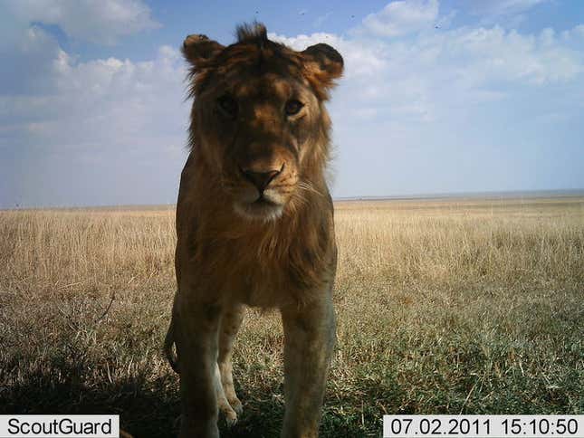 “Caught” in a camera trap.